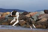AMSTAFF ADULT 280